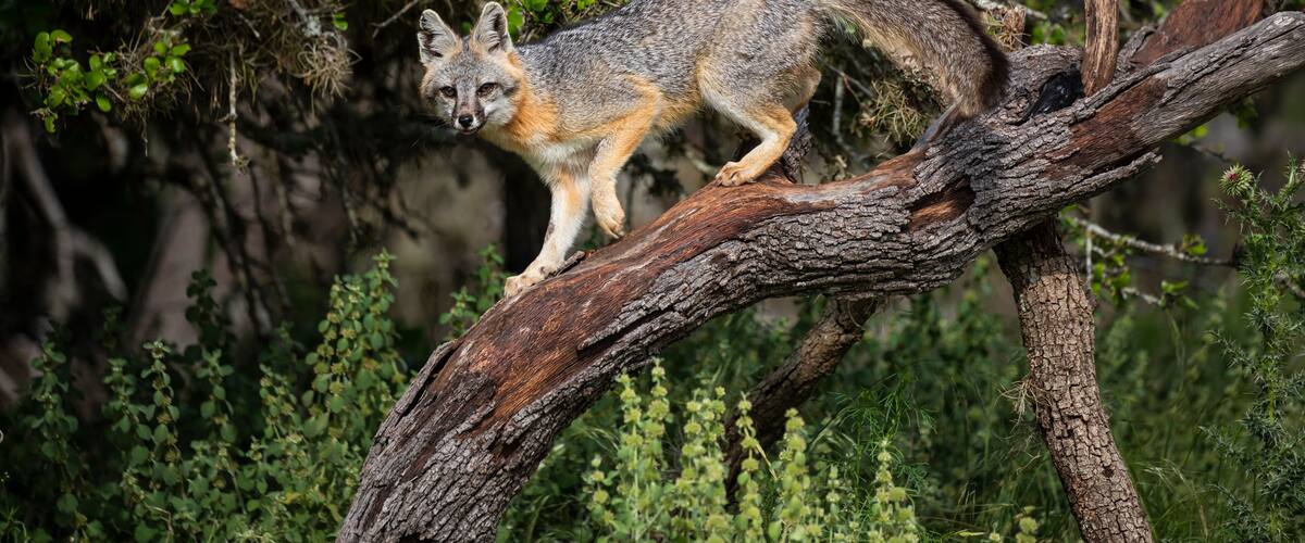 Gray Fox (Urocyon cinereoargenteus) climbing tree