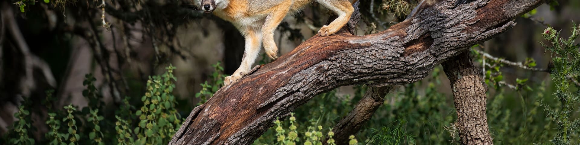 Gray Fox (Urocyon cinereoargenteus) climbing tree
