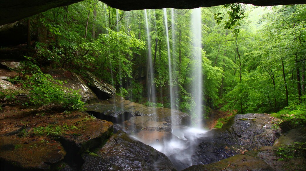A forested area with a waterfall cascading over rocks.