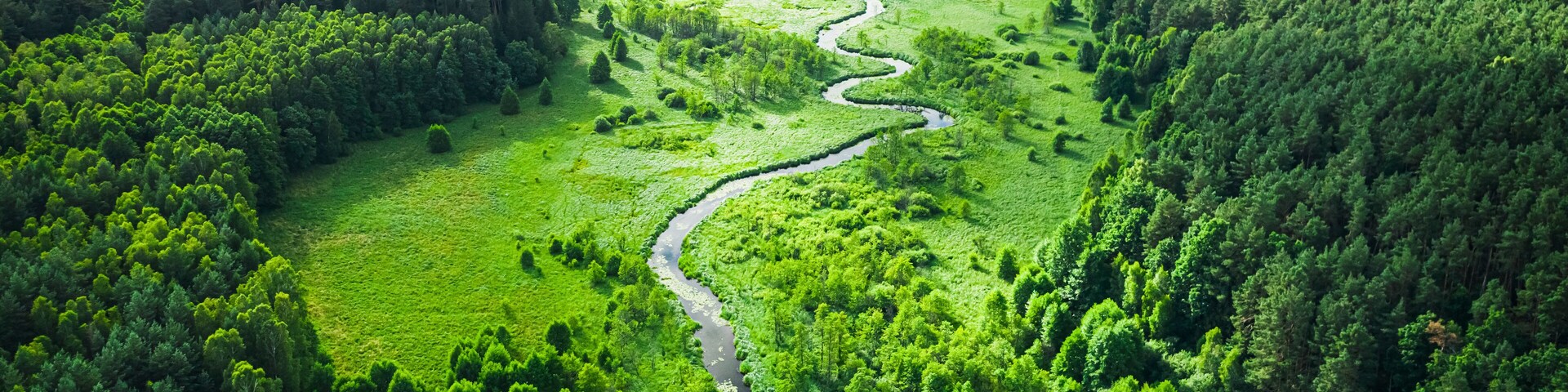 Stunning aerial view of winding river and forest in summer