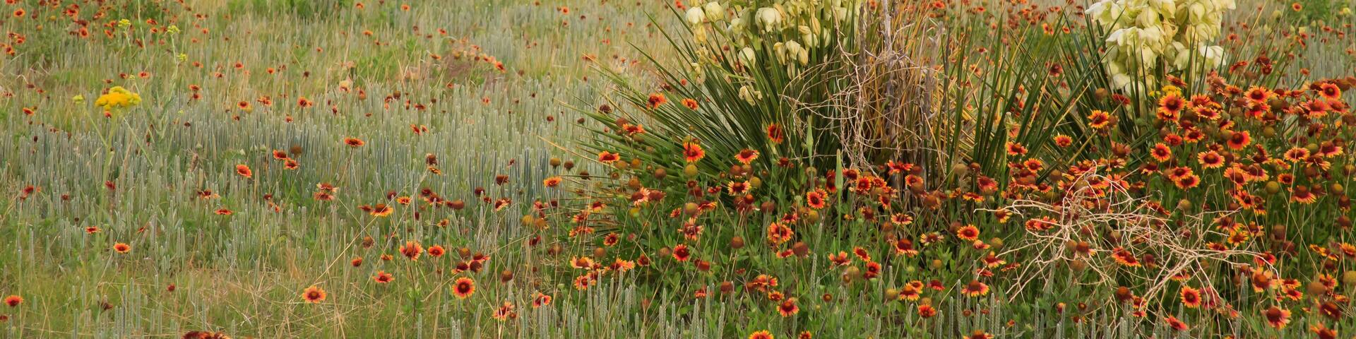 Prairie Bloom
