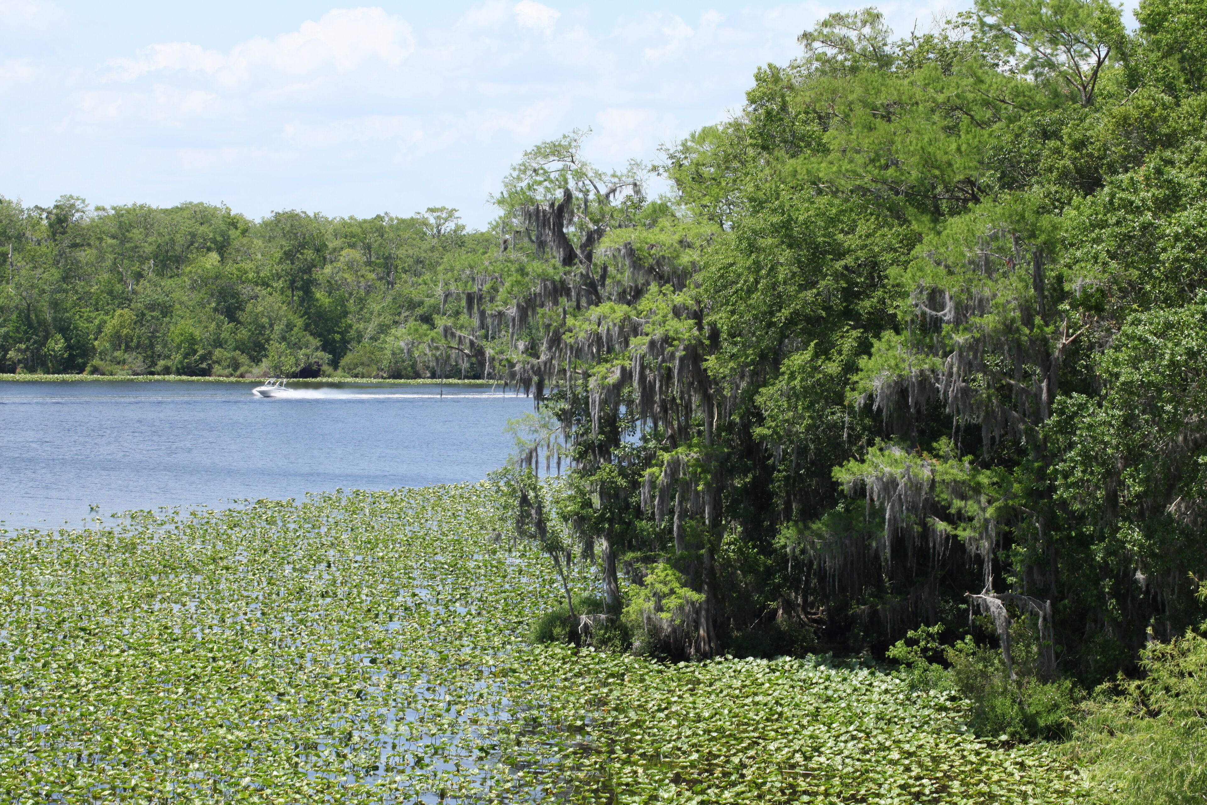 Black Creek river in Florida Clay county