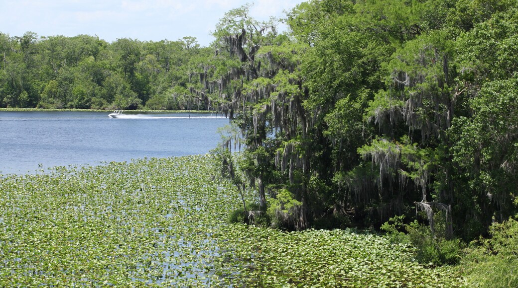 Black Creek river in Florida Clay county