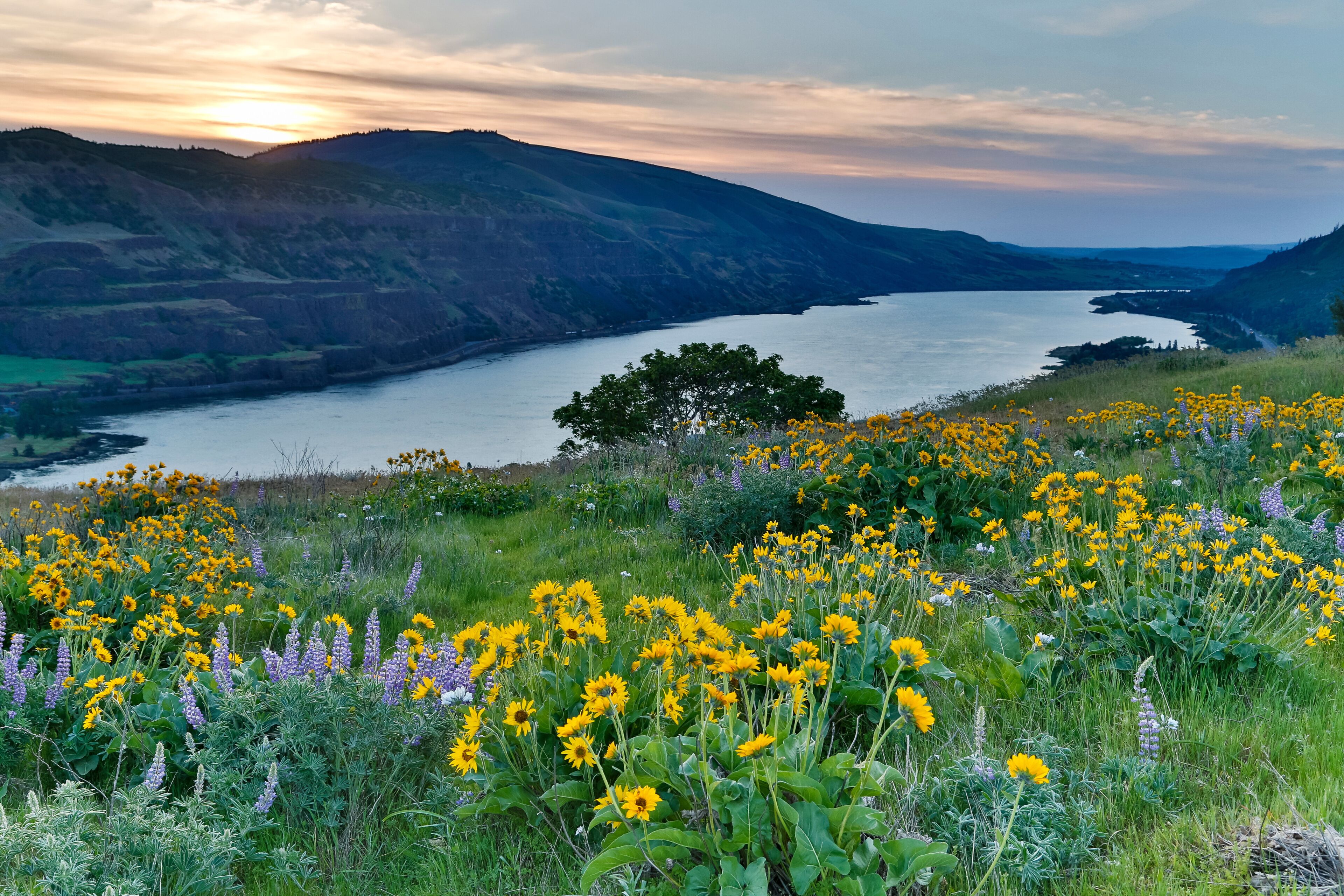 A river winding through a valley with hills, surrounded by wildflowers and a sunset.