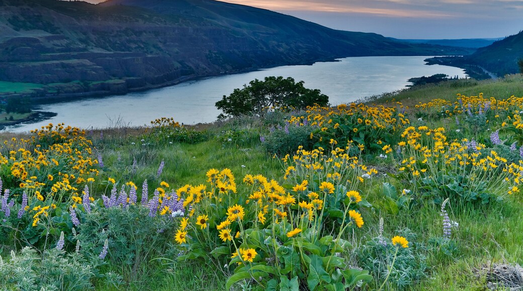 A river winding through a valley with hills, surrounded by wildflowers and a sunset.