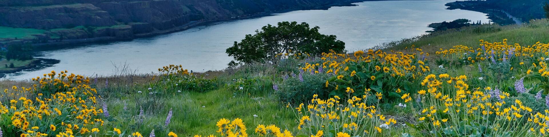 A river winding through a valley with hills, surrounded by wildflowers and a sunset.
