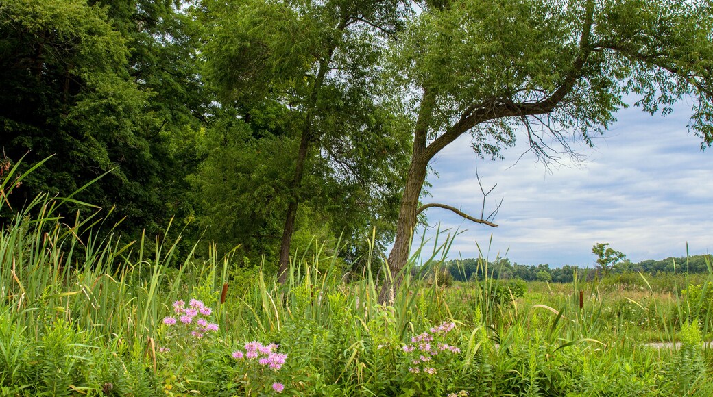 Native wildflowers at Pike Marsh in Moraine Hills State Park in Illinois