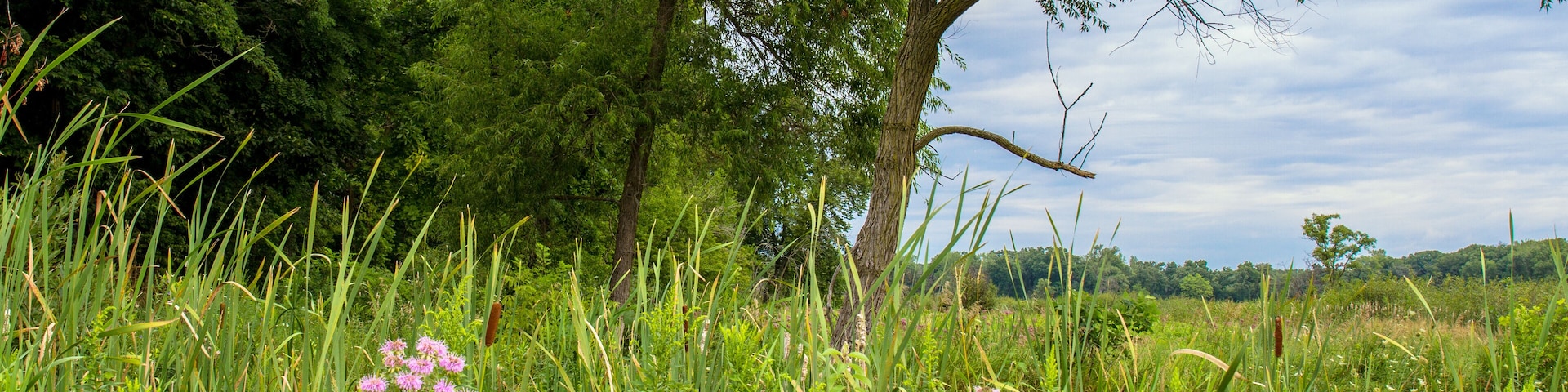 Native wildflowers at Pike Marsh in Moraine Hills State Park in Illinois