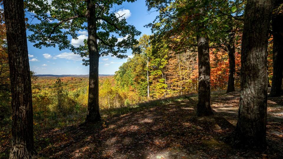A forest with tall trees and a clear sky.