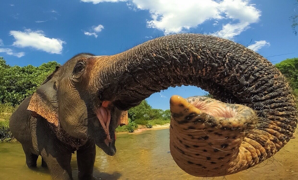 Spending time with some beautiful creatures during my soul searching Thailand trip 🙌🏽 #adventure#elephants#thailand#exploremore#wildlove
