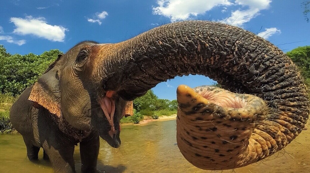 Spending time with some beautiful creatures during my soul searching Thailand trip 🙌🏽 #adventure#elephants#thailand#exploremore#wildlove