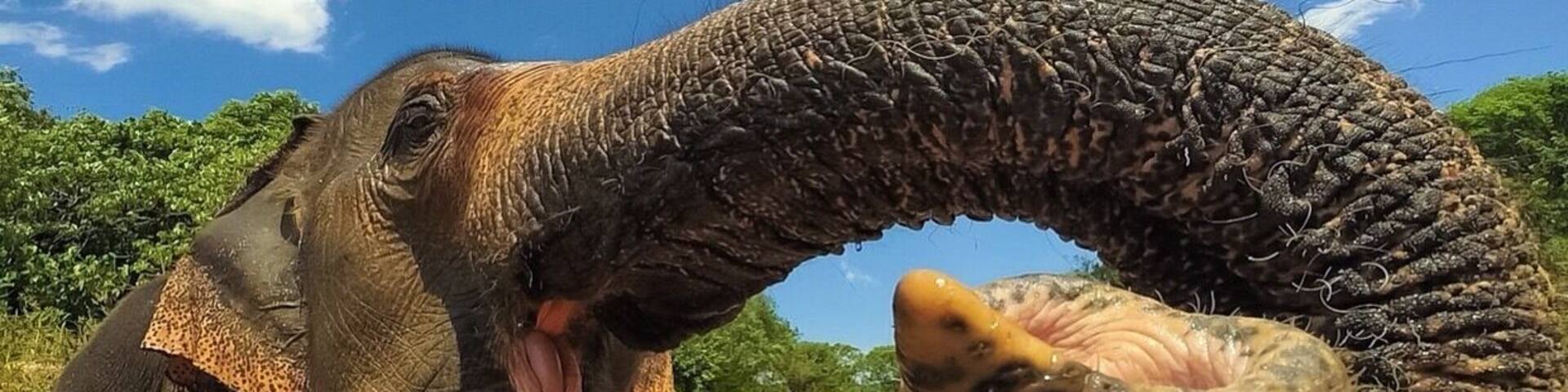 Spending time with some beautiful creatures during my soul searching Thailand trip 🙌🏽 #adventure#elephants#thailand#exploremore#wildlove