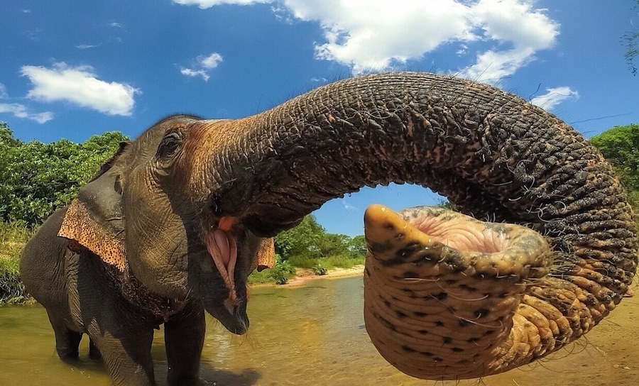 Spending time with some beautiful creatures during my soul searching Thailand trip đđœ #adventure#elephants#thailand#exploremore#wildlove