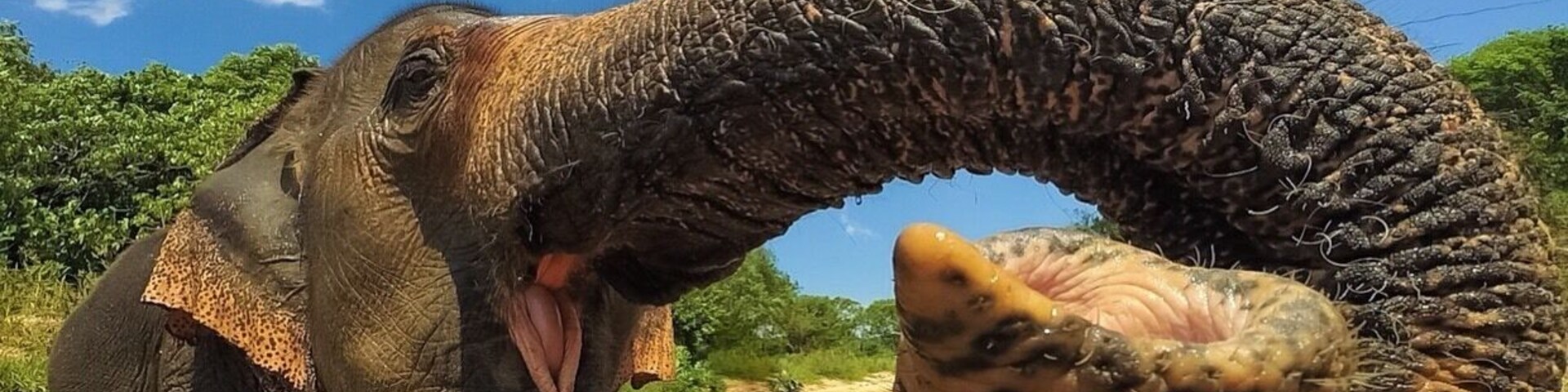 Spending time with some beautiful creatures during my soul searching Thailand trip 🙌🏽 #adventure#elephants#thailand#exploremore#wildlove