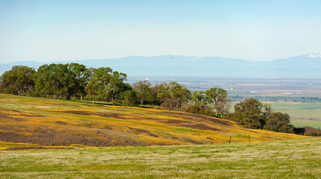North Table Mountain Ecological Reserve, Oroville, California. An elevated basalt mesa with beautiful vistas of spring wildflowers, waterfalls, lava outcrops and a rare type of vernal pool.
