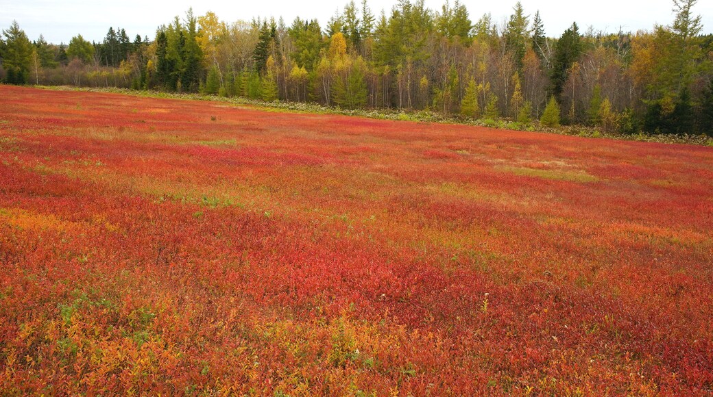 Blueberry field, western Kings County, Prince Edward Island, Canada