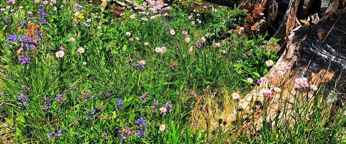 Fishing. Swimming. Unplugging from the hectic work schedule. Ahhh! Hard Creek Lake. Beautiful.
#takeahike