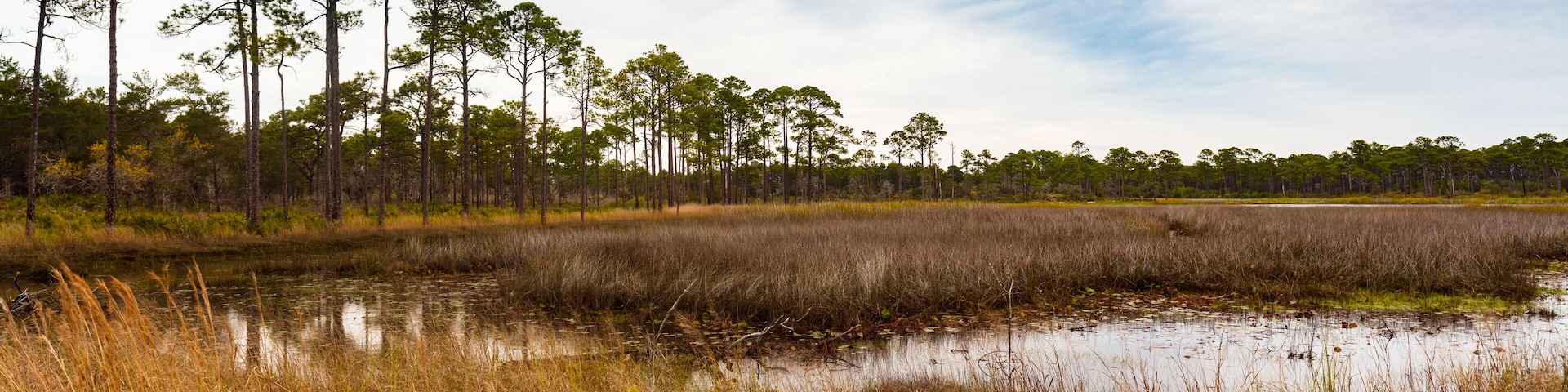A wetland with tall trees and dense reeds.