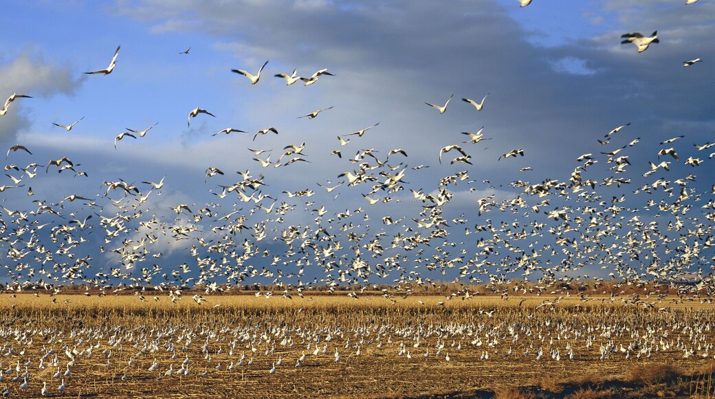 A panoramic of thousands of migrating snow geese and Sandhill cranes taking flight over the Bosque del Apache National Wildlife Refuge, near San Antonio and Socorro, New Mexico