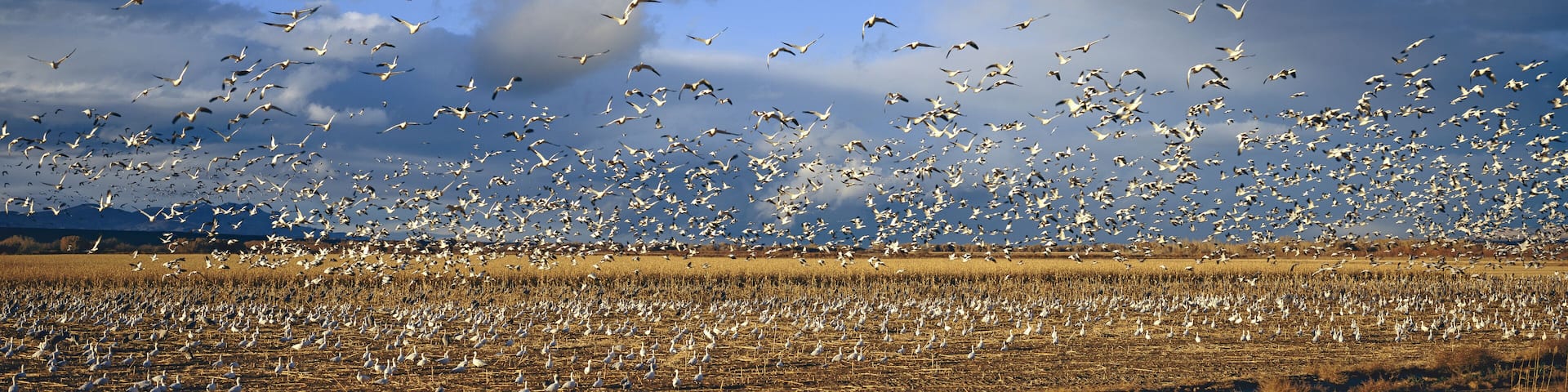 A panoramic of thousands of migrating snow geese and Sandhill cranes taking flight over the Bosque del Apache National Wildlife Refuge, near San Antonio and Socorro, New Mexico
