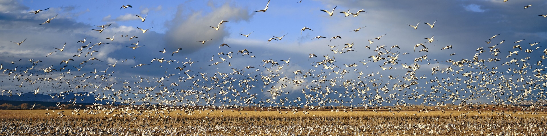 A panoramic of thousands of migrating snow geese and Sandhill cranes taking flight over the Bosque del Apache National Wildlife Refuge, near San Antonio and Socorro, New Mexico