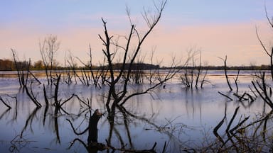 Un paisaje inundado con árboles desnudos y una masa de agua tranquila.