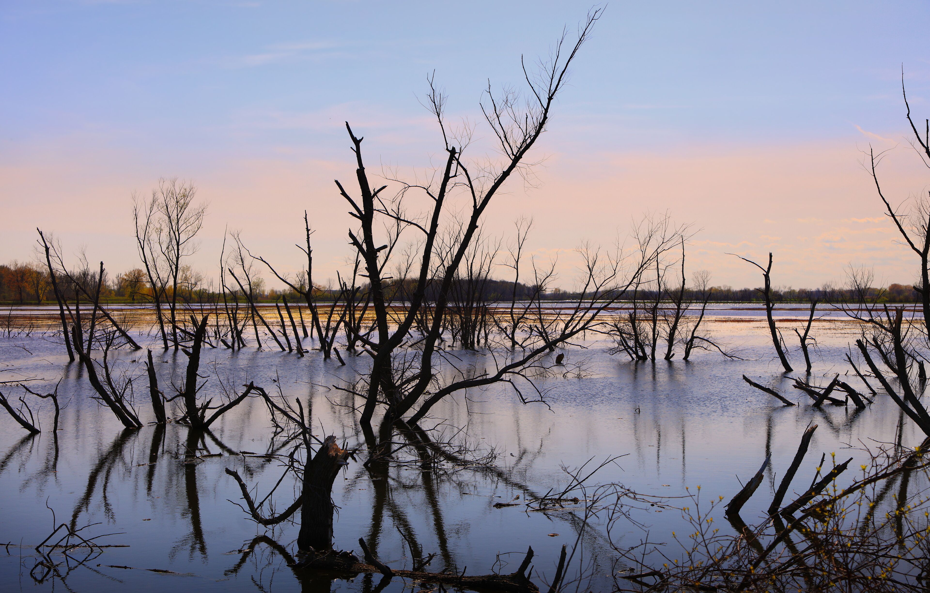 A flooded landscape with bare trees and a calm body of water.