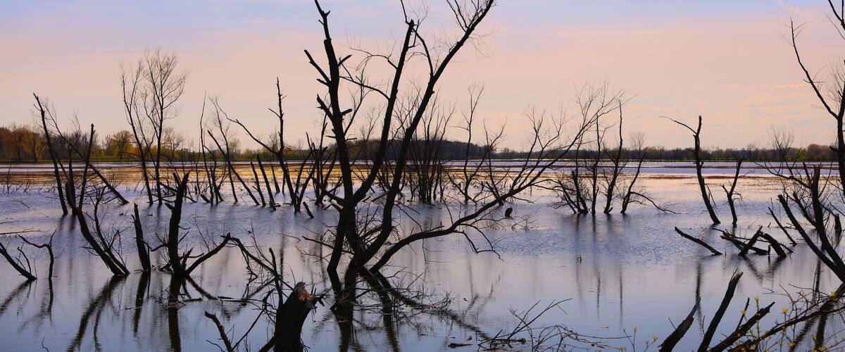 A flooded landscape with bare trees and a calm body of water.