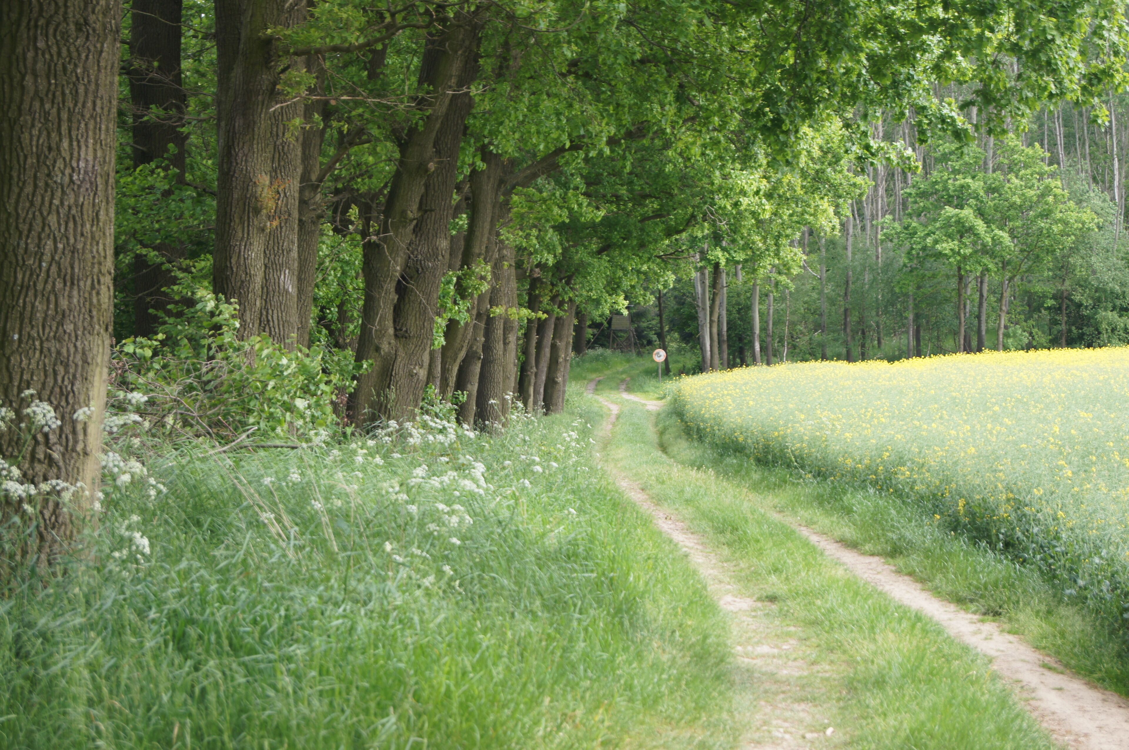 A forested path with tall trees and a field of yellow flowers.