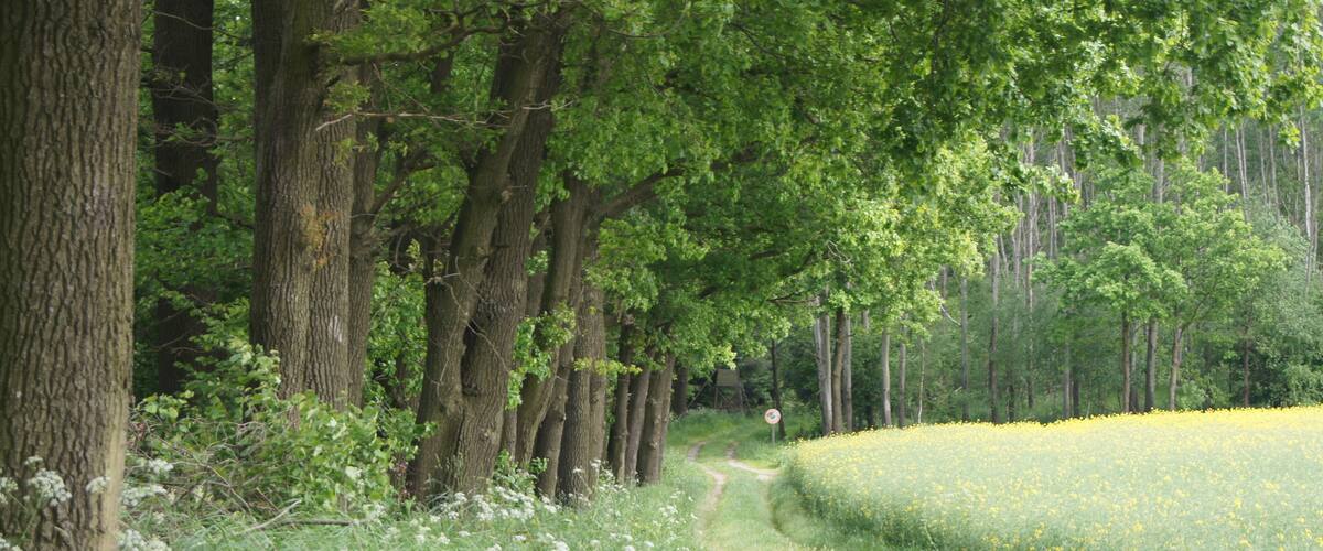 A forested path with tall trees and a field of yellow flowers.
