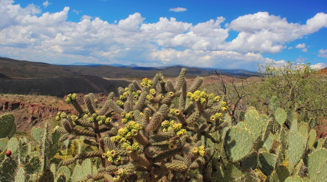 Close to the Reservation