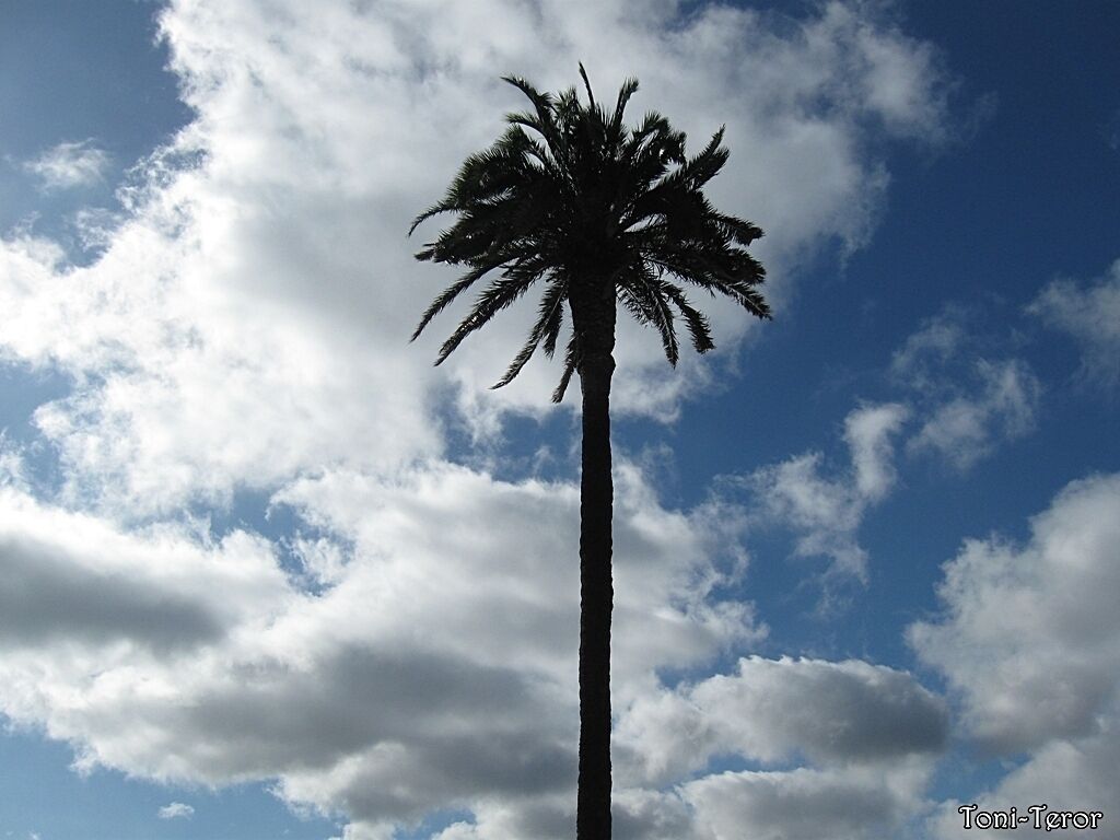 Silueta de una palmera