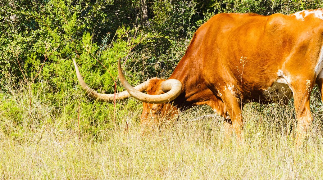 Condado de Gillespie