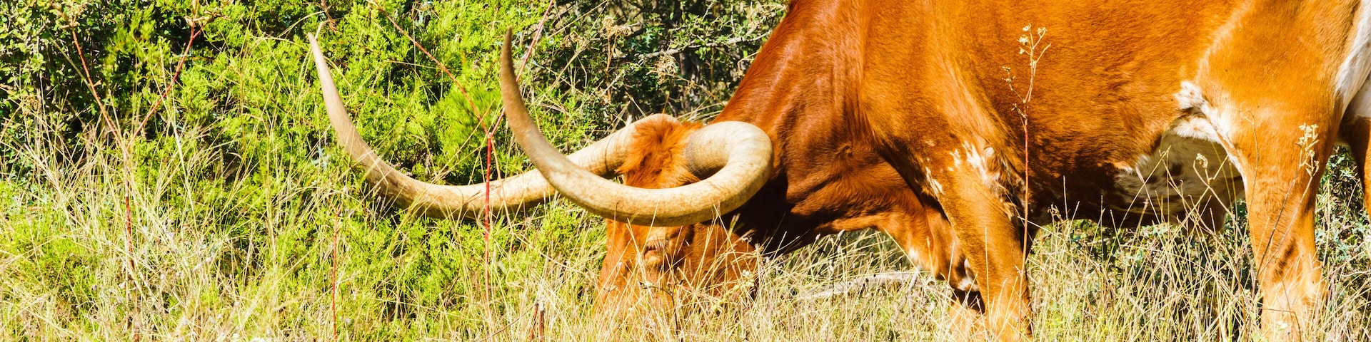 texas longhorn