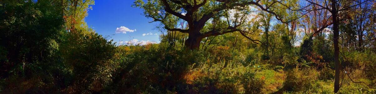 I got the chance to visit this magical site, the 500 year old Chinkapin
Oak, know locally as the Sacred Oak. It's on private property in the Oley valley. The owners open it up to visit twice a year, the next time being June 4th 2016. It is amazing to see, the trunk is 19 ft around and there is a marker in front dedicating the tree. It was a beautiful October day, and perfect for viewing this wonder. I must have taken 300 pictures.