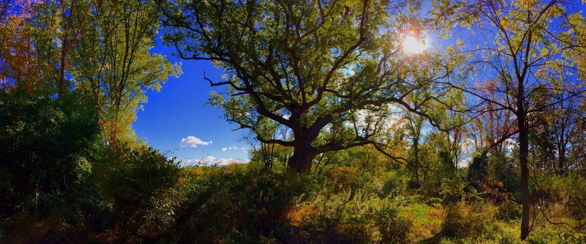 I got the chance to visit this magical site, the 500 year old Chinkapin
Oak, know locally as the Sacred Oak. It's on private property in the Oley valley. The owners open it up to visit twice a year, the next time being June 4th 2016. It is amazing to see, the trunk is 19 ft around and there is a marker in front dedicating the tree. It was a beautiful October day, and perfect for viewing this wonder. I must have taken 300 pictures.