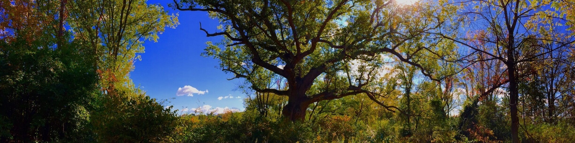 I got the chance to visit this magical site, the 500 year old Chinkapin
Oak, know locally as the Sacred Oak. It's on private property in the Oley valley. The owners open it up to visit twice a year, the next time being June 4th 2016. It is amazing to see, the trunk is 19 ft around and there is a marker in front dedicating the tree. It was a beautiful October day, and perfect for viewing this wonder. I must have taken 300 pictures.