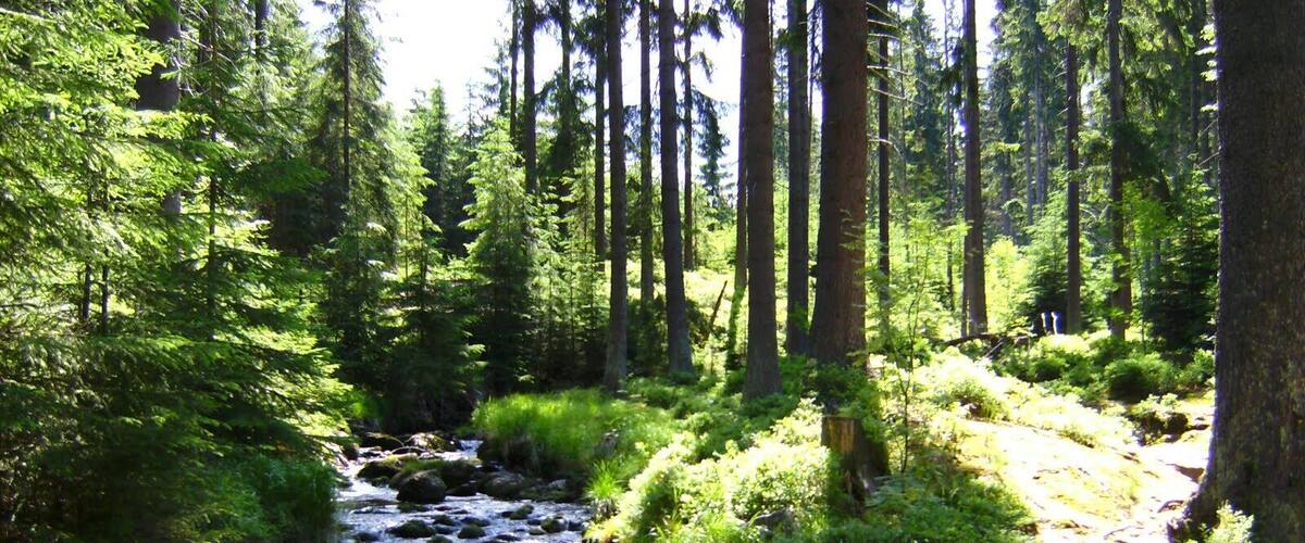 Weißer Main bei Bischofsgrün