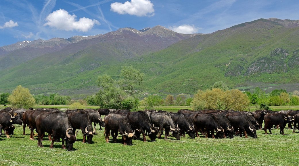 Wasserbüffel (Bubalus arnee) am Kerkini-See, Griechenland // Water buffalos at Lake Kerkini, Greece