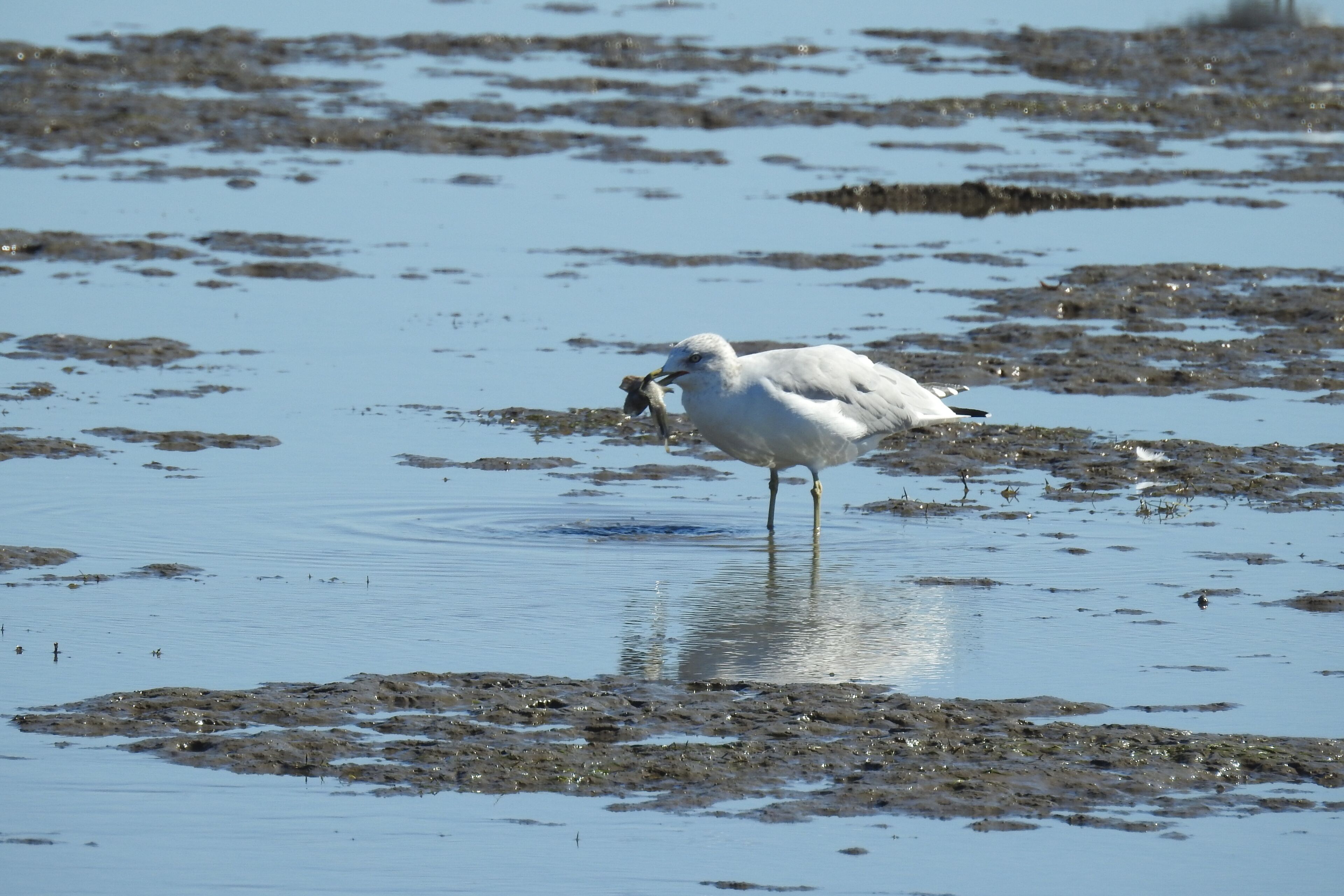 A seagull with a fish in its beak, standing in the shallows of the  Eastern Neck National Wildlife Refuge in Kent County, Maryland.