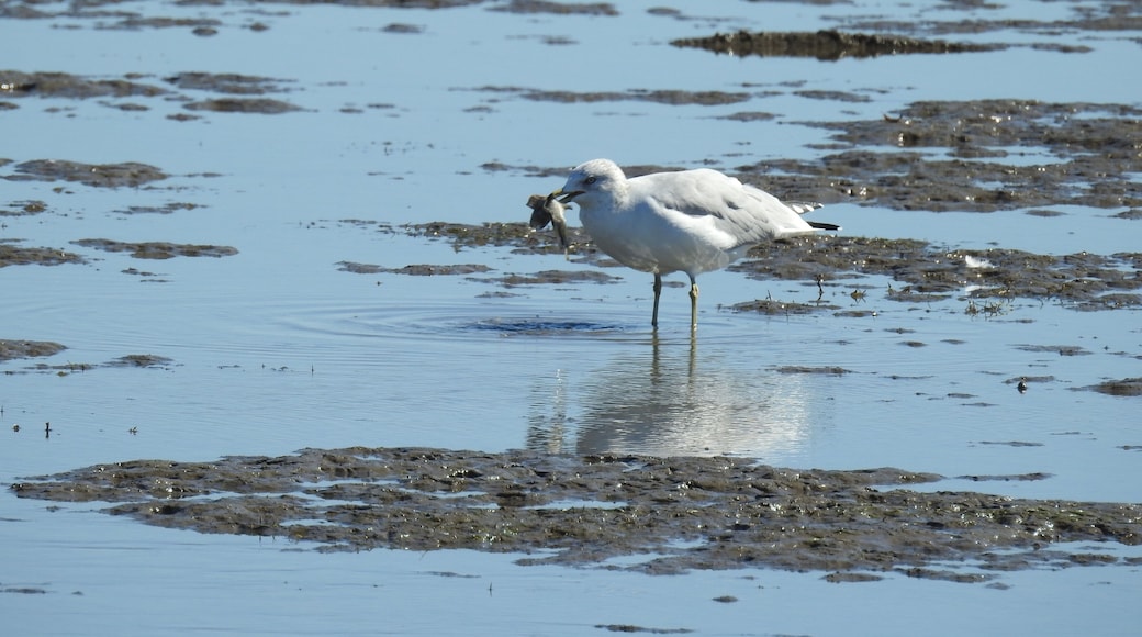 A seagull with a fish in its beak, standing in the shallows of the Eastern Neck National Wildlife Refuge in Kent County, Maryland.