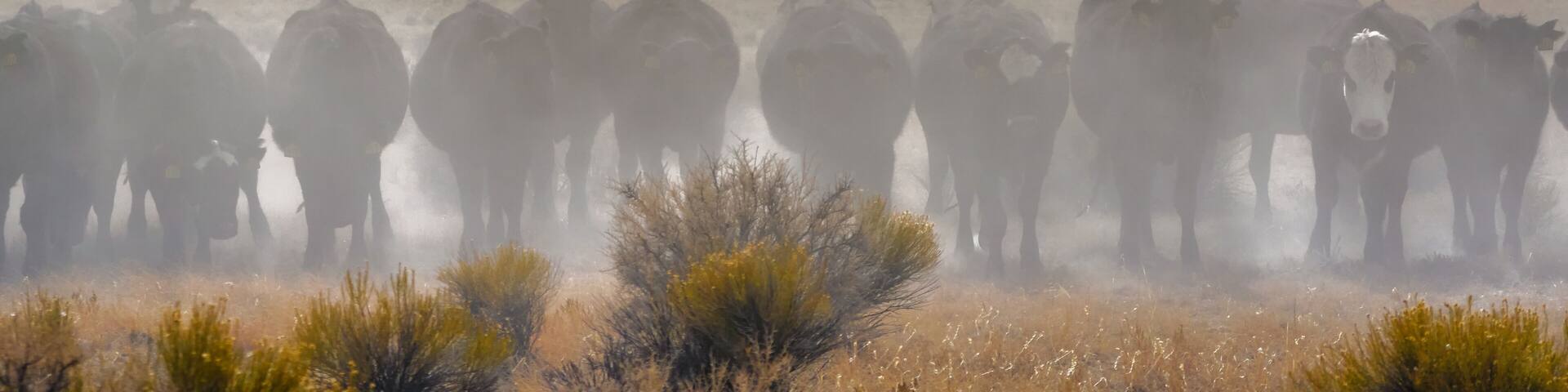 A herd of cattle in a dry grassland with mountains in the background.