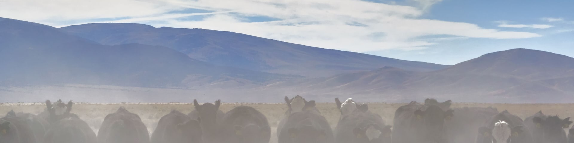 Un troupeau de bovins dans une prairie aride, avec des montagnes en arrière-plan.