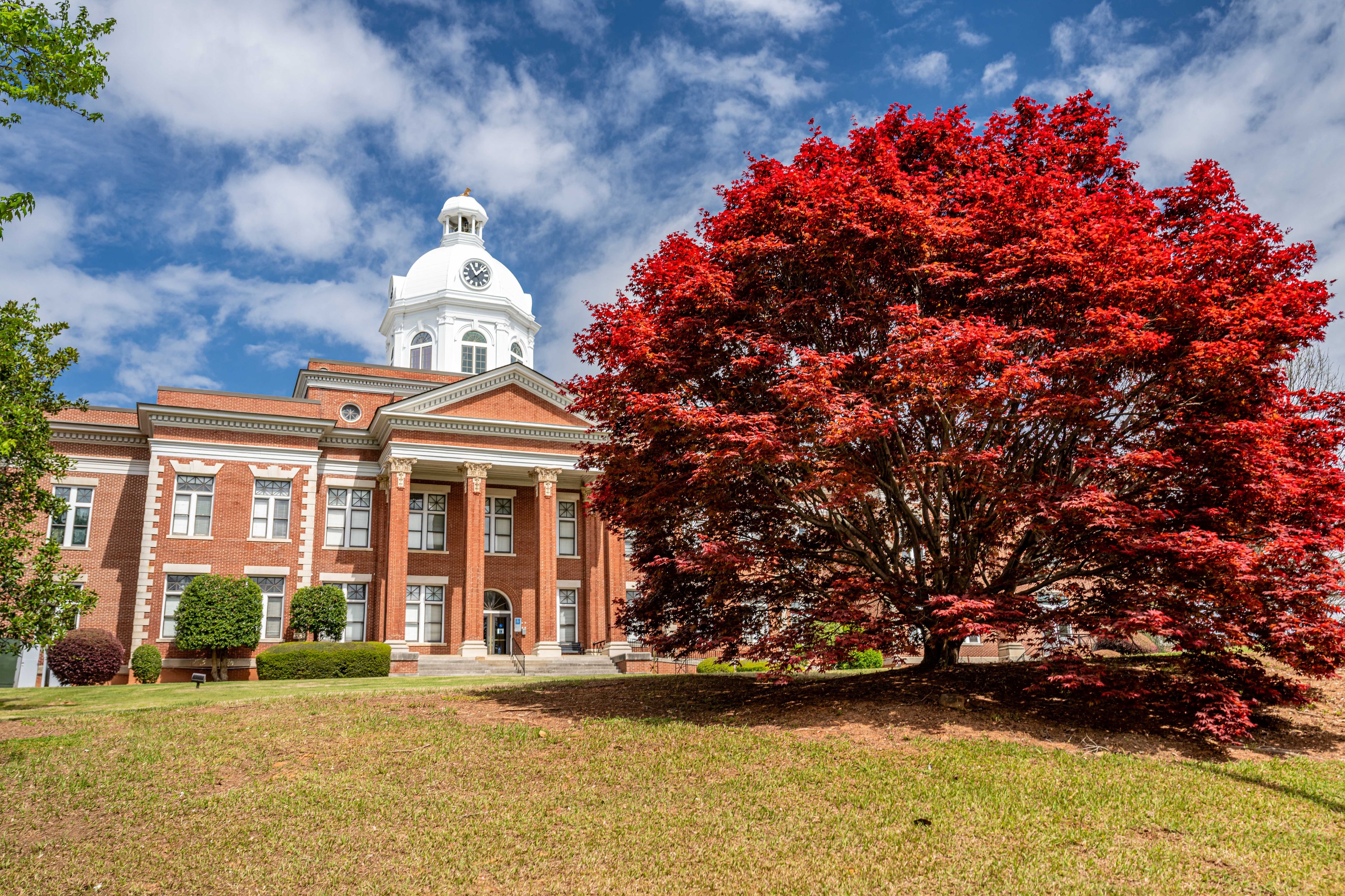 A red maple tree in front of a brick building with a white clock tower.
