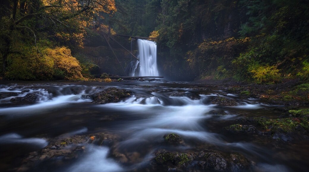 A beautiful Autumn evening at Silver Falls State Park. Hiking the entire waterfall loop is highly recommended.
#trovember
