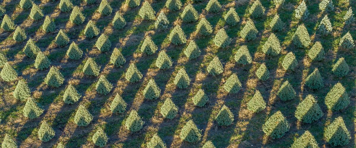 Christmas Tree Farm in Covington, Georgia