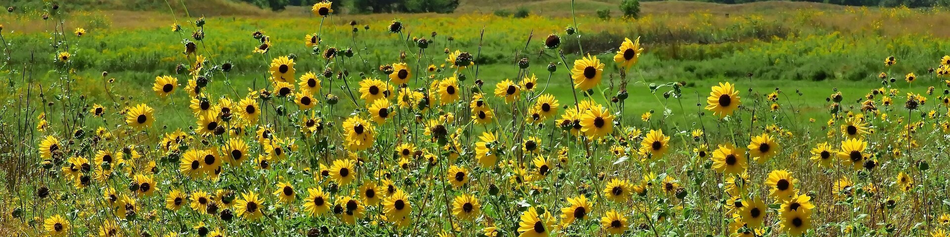 a field of yellow sunflowers on a sunny day in the quivira national wildlife refuge near stafford, in south central kansas