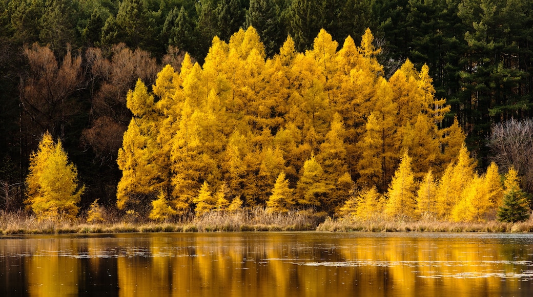 A lake surrounded by yellow trees reflecting on the water.