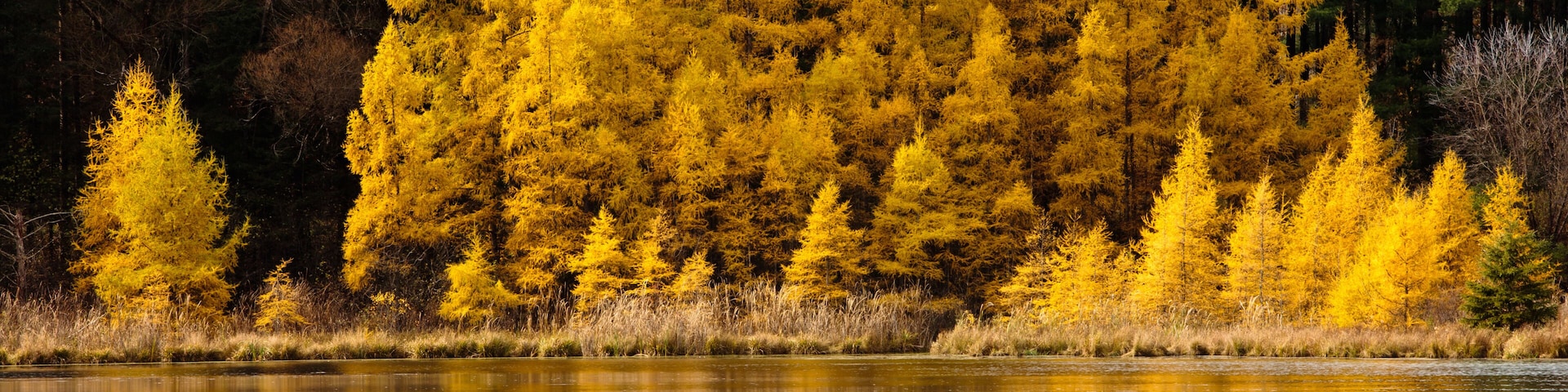 A lake surrounded by yellow trees reflecting on the water.