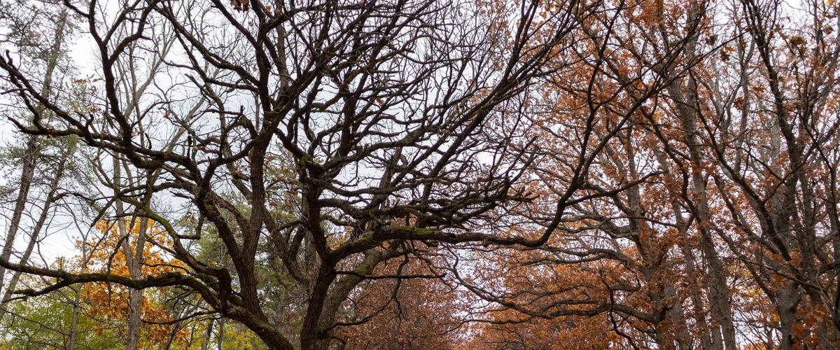 Empty Trail Covered with Leaves and Lined with Colorful Trees during Autumn at the Waterfall Glen Forest Preserve in Lemont Illinois